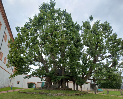 605 Jahre alte Schlosslinde